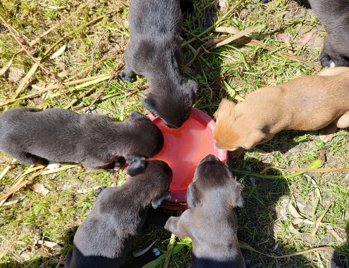 Secretaria da Causa Animal realiza evento de adoção de cães vítimas de maus-tratos neste sábado (08)