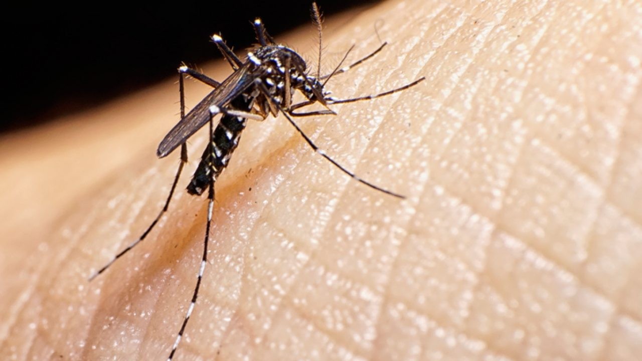 Balanço: Rio Grande tem um caso positivo de varíola dos macacos e seis de dengue 
