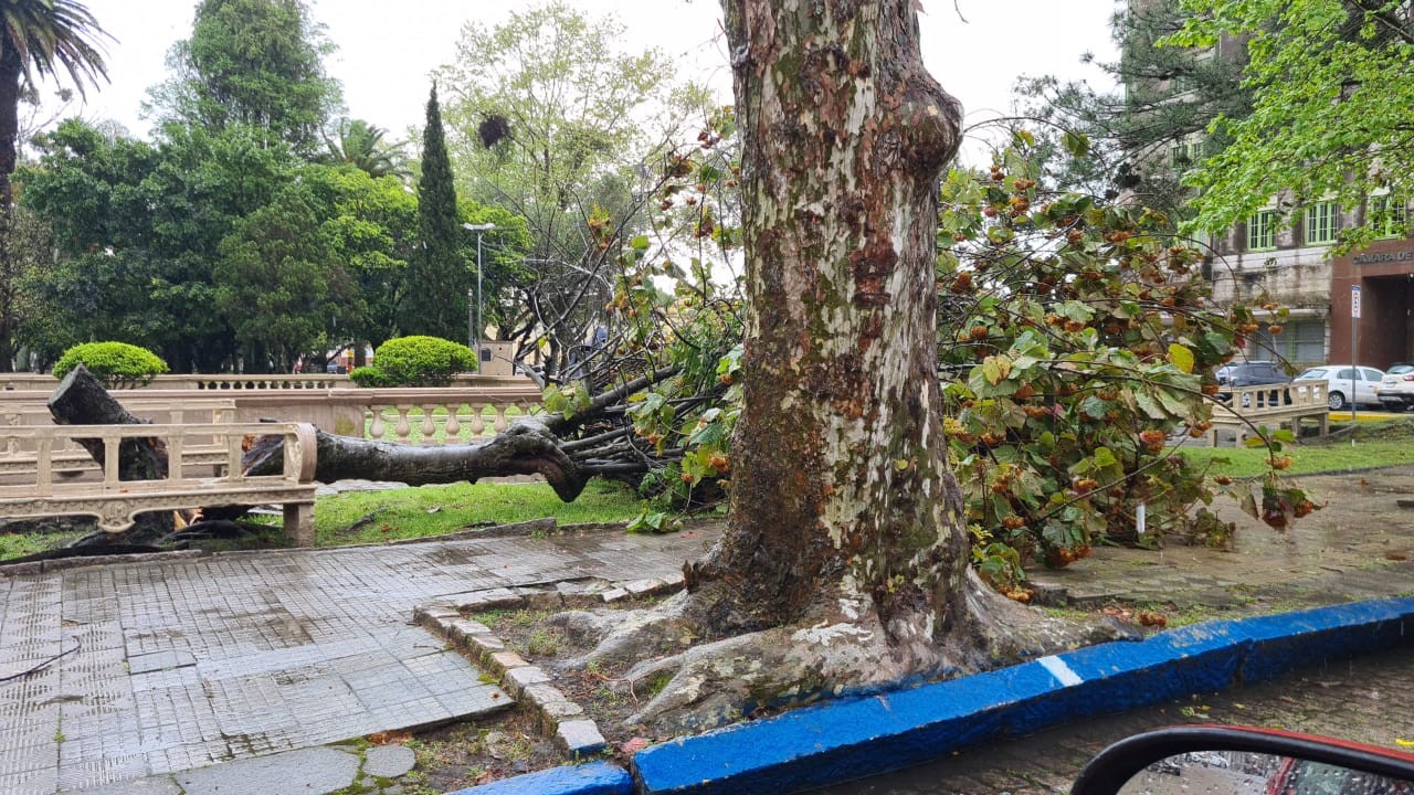 FOTOS: vento causa queda de árvore na Praça Xavier Ferreira e destelhamentos em Rio Grande