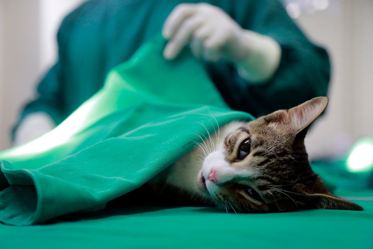 Pelotas realiza mais de mil castrações de animais em três meses