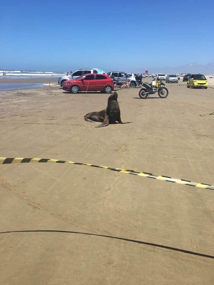 Leão-marinho curte o calor na beira da Praia do Cassino e vira atração neste domingo (27)