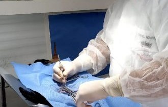 Secretaria da Causa Animal divulga novo período para agendamento de castrações