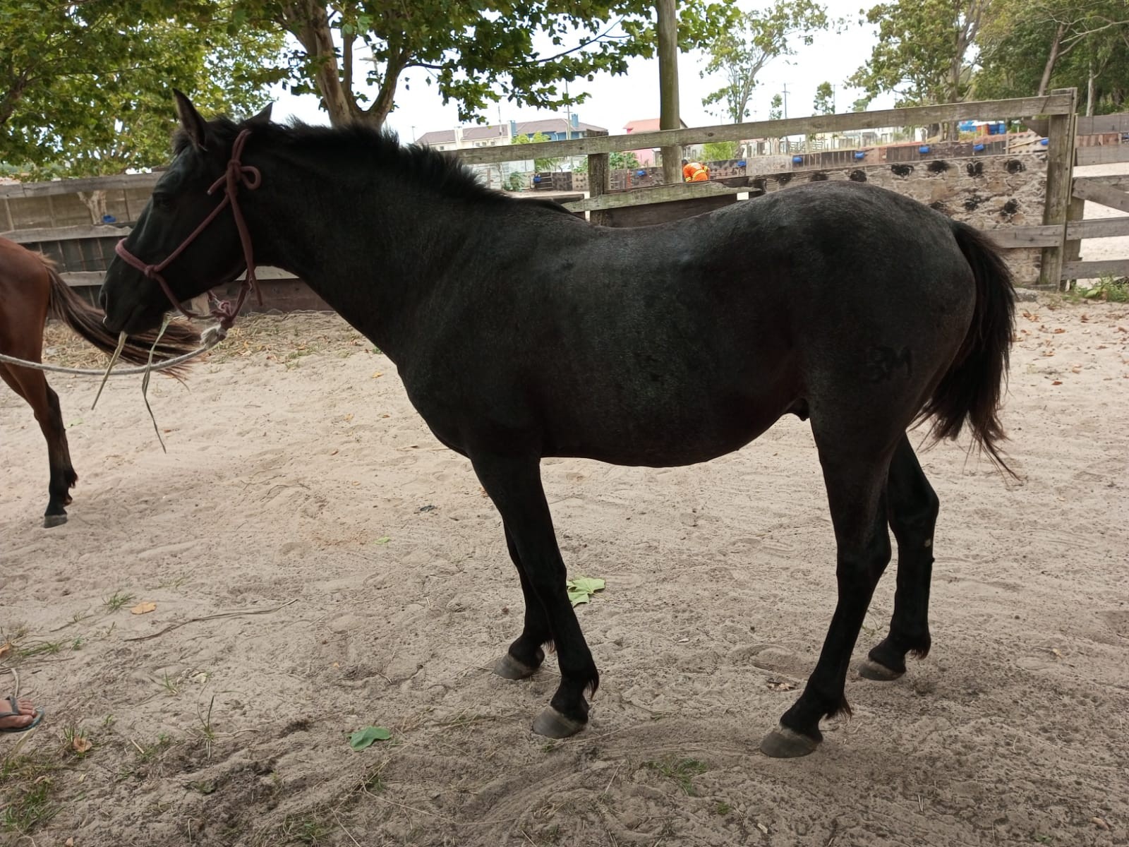 Causa Animal e Polícia Rodoviária recolhem cavalo que estava solto na ERS-734