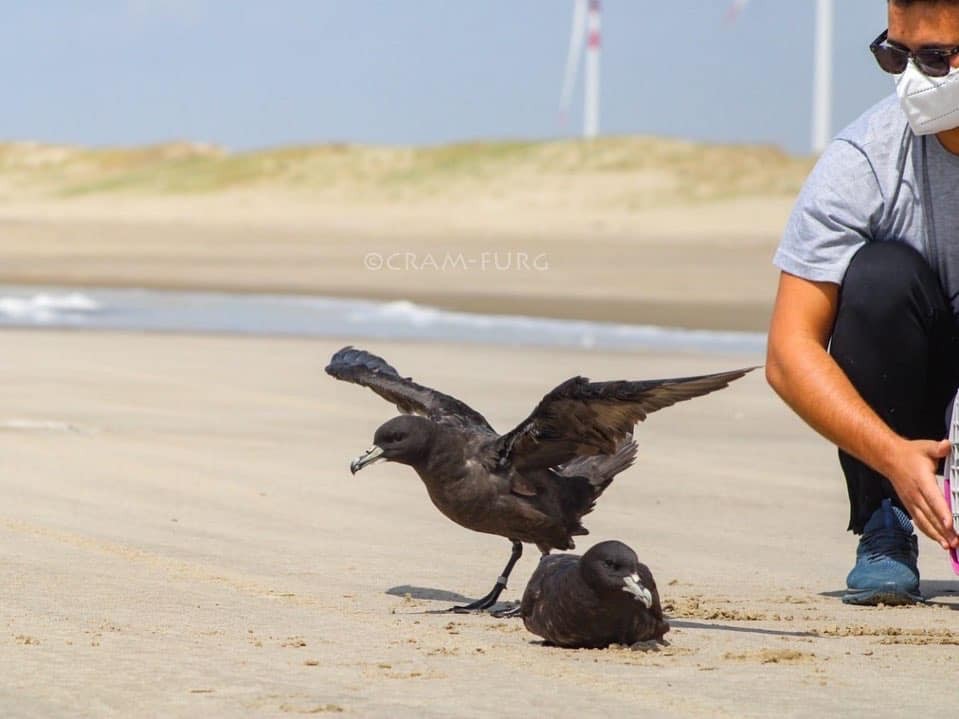 Cram realiza soltura de pardelas na Praia do Cassino