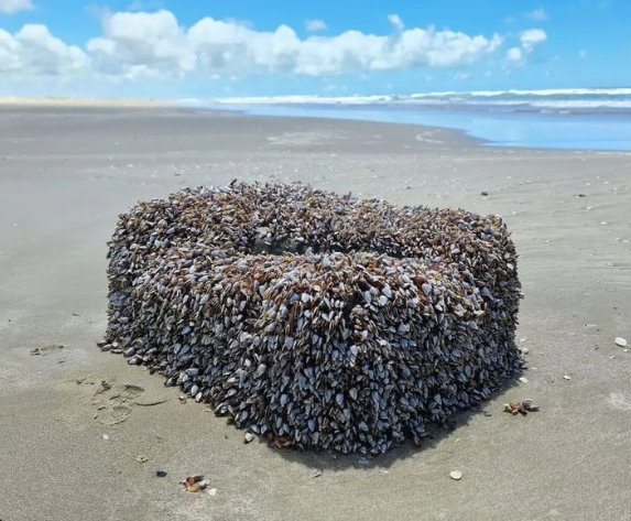 Animais estranhos surgem na Praia do Cassino, em Rio Grande