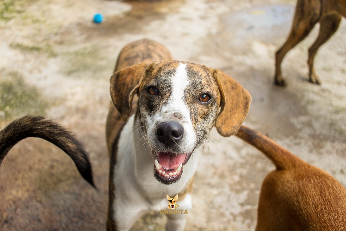 Prefeitura de Pelotas promove evento contra o abandono de animais