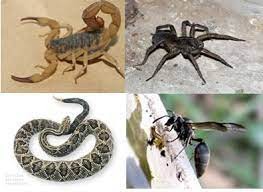 Saiba o que fazer em caso de acidentes com animais peçonhentos