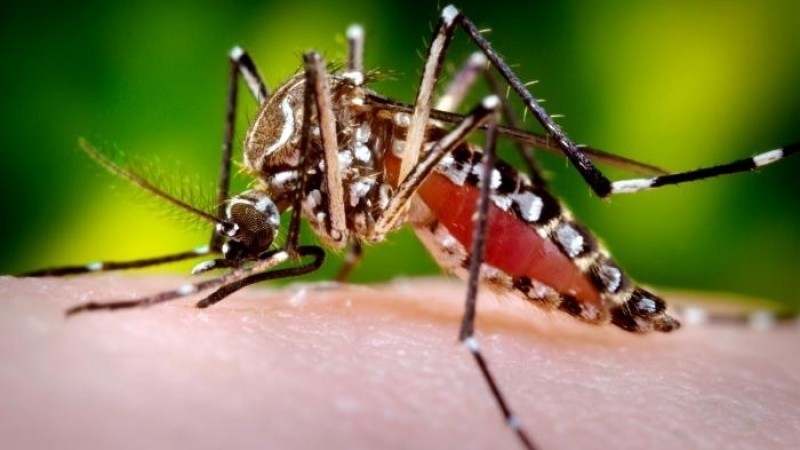 SES alerta para número de casos de dengue acima da média em janeiro
