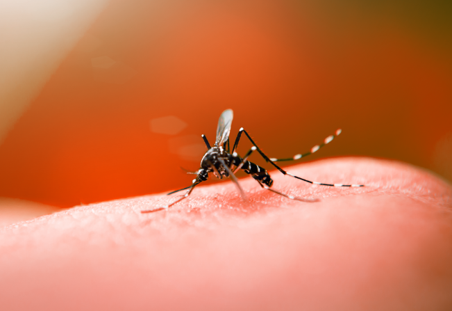 Pelotas monitora sete casos suspeitos de dengue