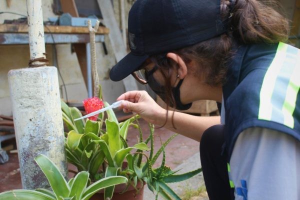 Vigilância Ambiental de Rio Grande realiza nesta semana o primeiro levantamento de 2023 sobre a dengue