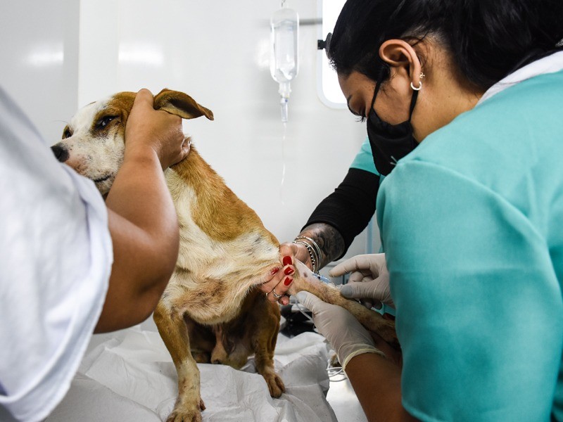 Período de agendamento para castração de animais domésticos começará na segunda-feira (16)