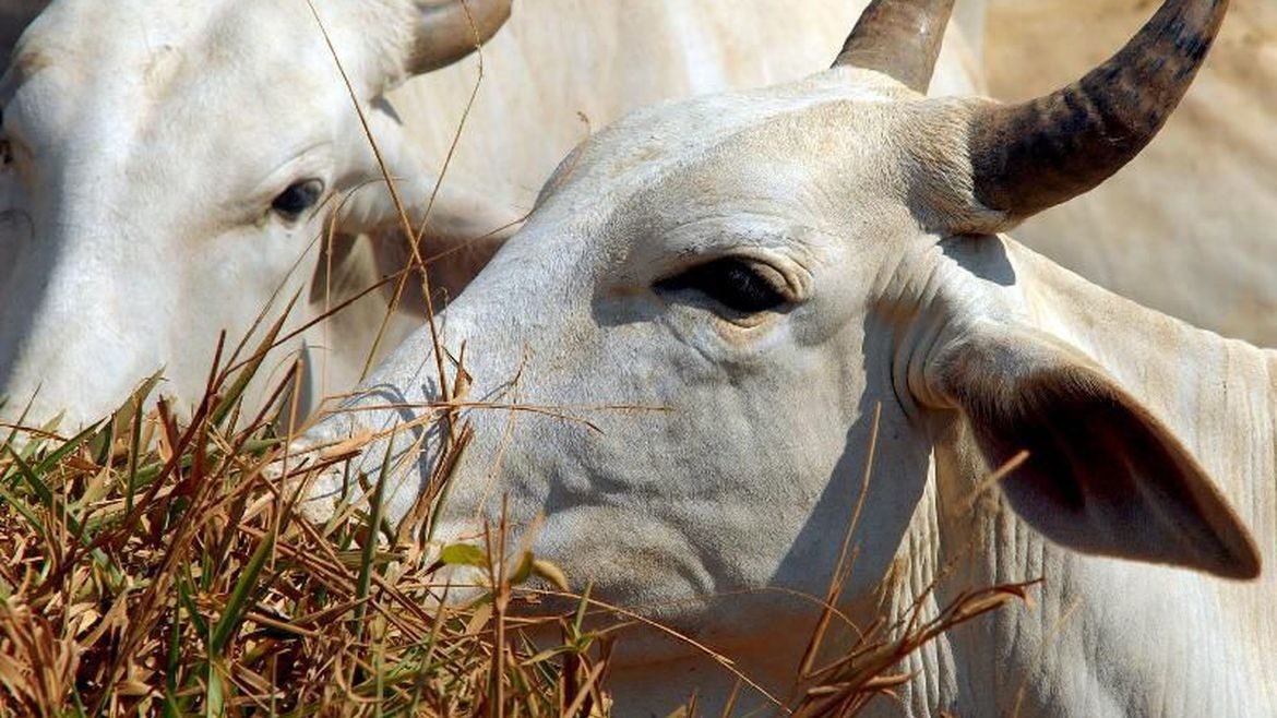 Ministério da Agricultura investiga suspeita de novo caso de vaca-louca no Brasil
