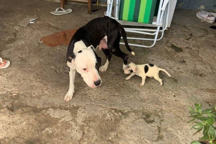 Prefeitura de Pelotas e Brigada Militar resgatam cães vítimas de maus-tratos