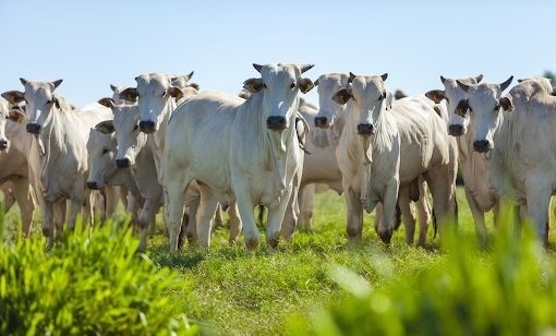 Vaca louca: Governo monta ofensiva para evitar fechamento de mercados para carne brasileira