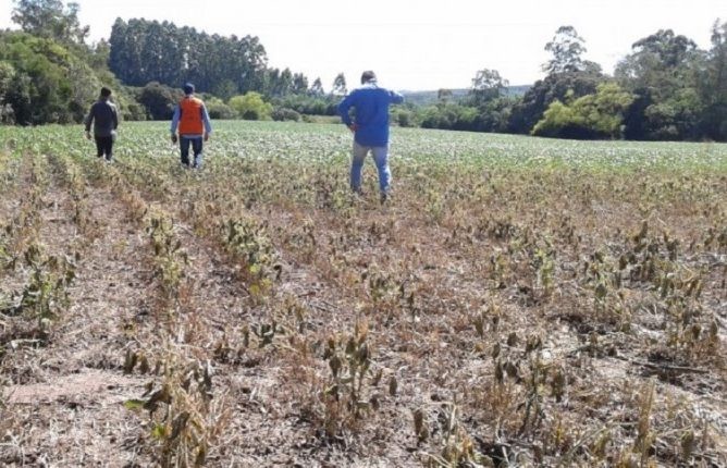 Quase 350 municípios do RS já decretaram situação de emergência devido a estiagem