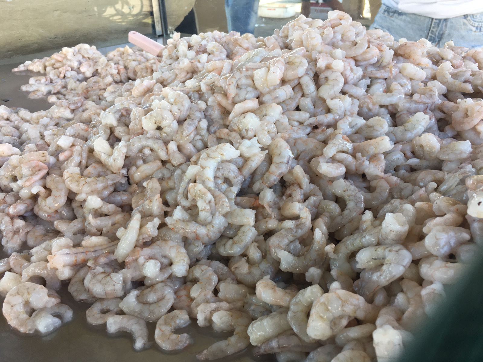 Cerimônia de abertura da safra do camarão 2023 será nesta sexta-feira (3) com degustação de paella