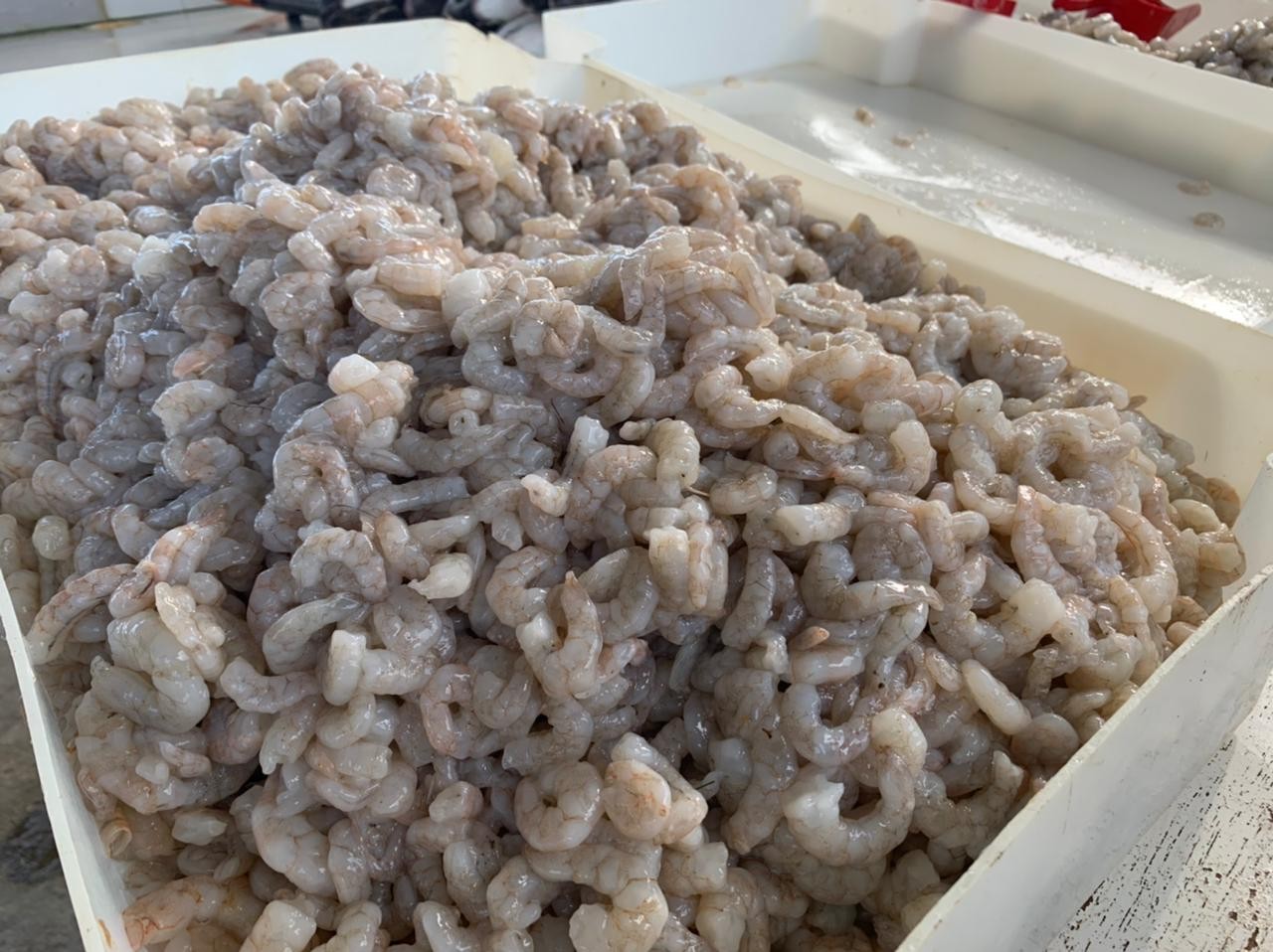 Serão distribuídas 300 porções de paella na cerimônia de abertura da safra do camarão de Rio Grande 