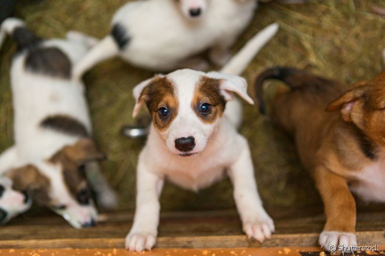 Prefeitura emitirá termos de adoção animal a partir do dia 22 de fevereiro