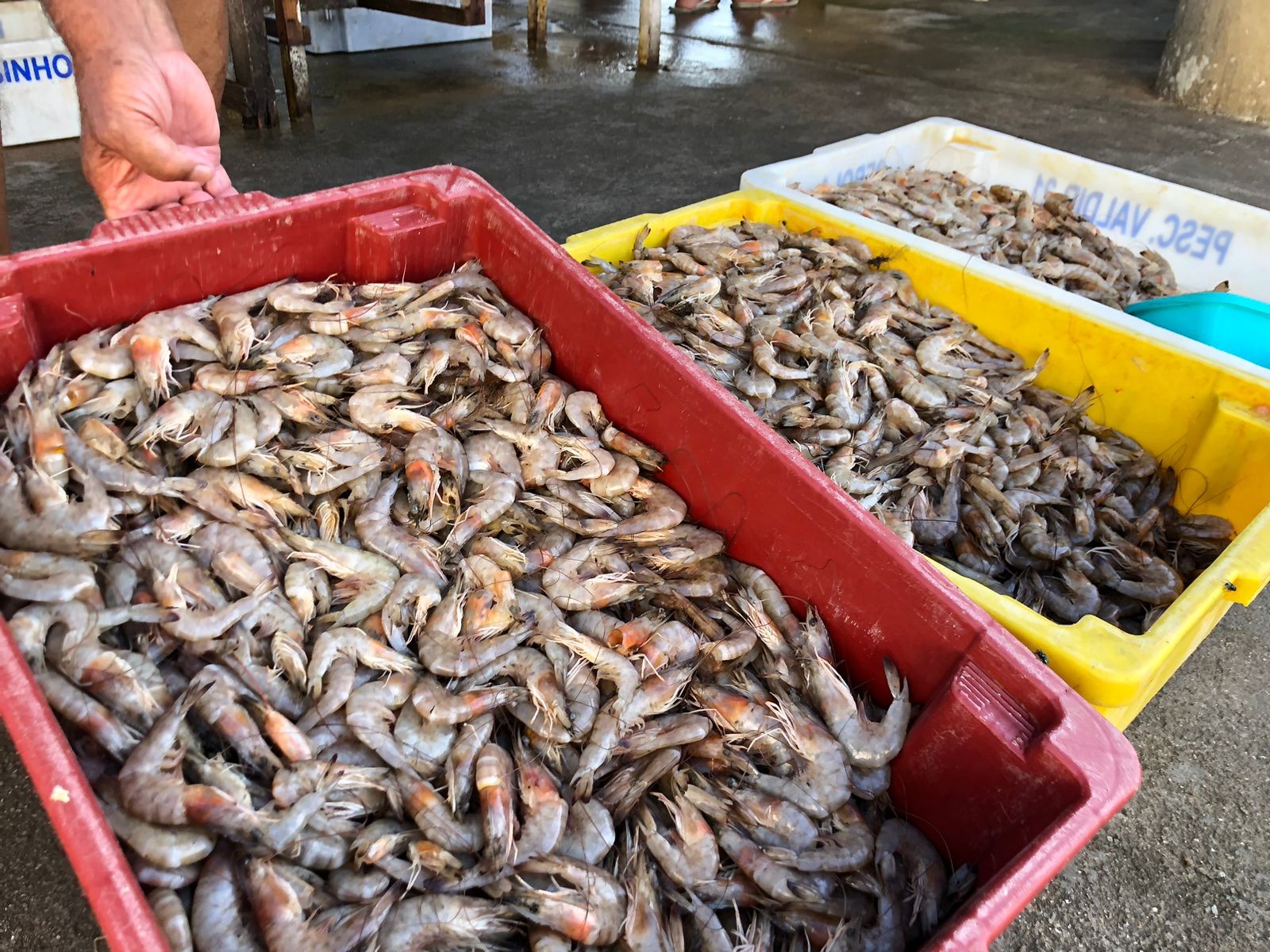 Quebra de expectativas: tamanho do camarão preocupa pescadores e comerciantes