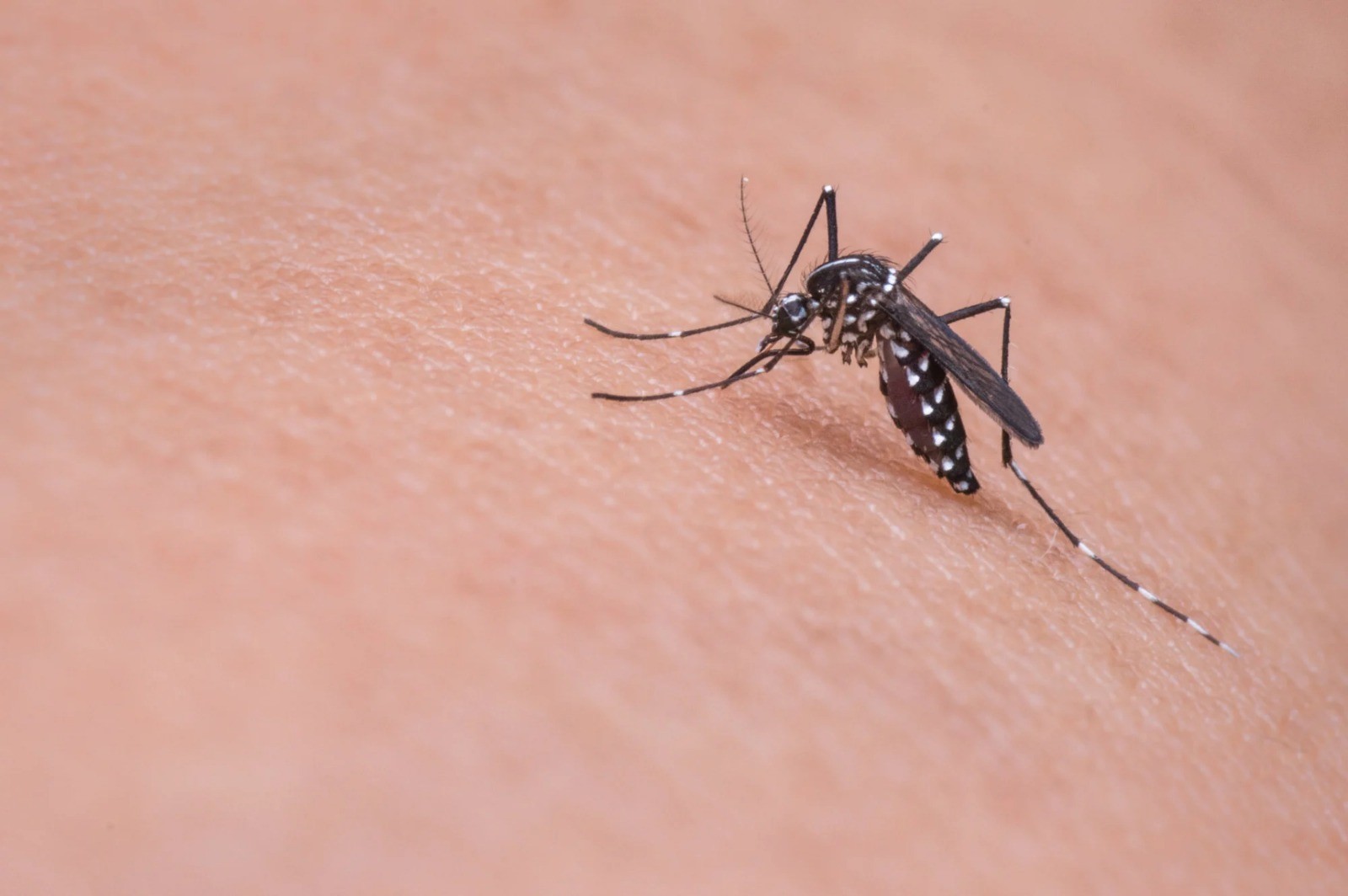 Vigilância Ambiental soma 10 focos do mosquito transmissor da Dengue em Rio Grande