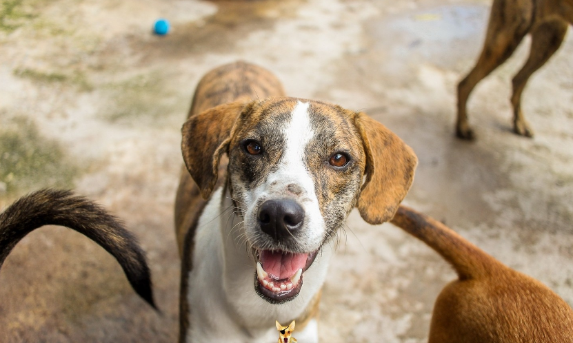 Denúncias de maus-tratos contra animais devem ser registradas junto à Polícia Civil ou Patram