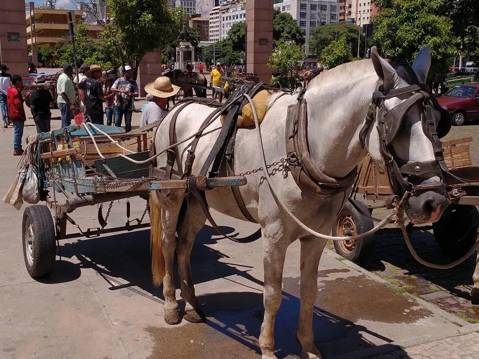 Cadastro de carroceiros será na Vila da Quinta e Povo Novo na quarta-feira (19)