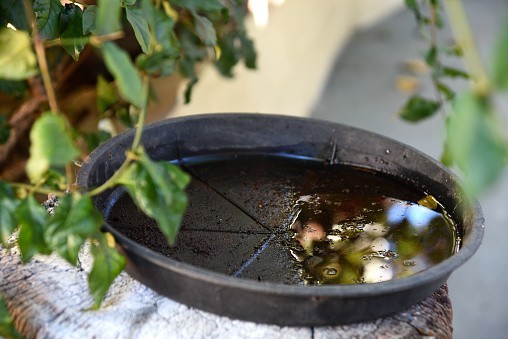 Pelotas chega a quase 300 focos do mosquito Aedes Aegypti