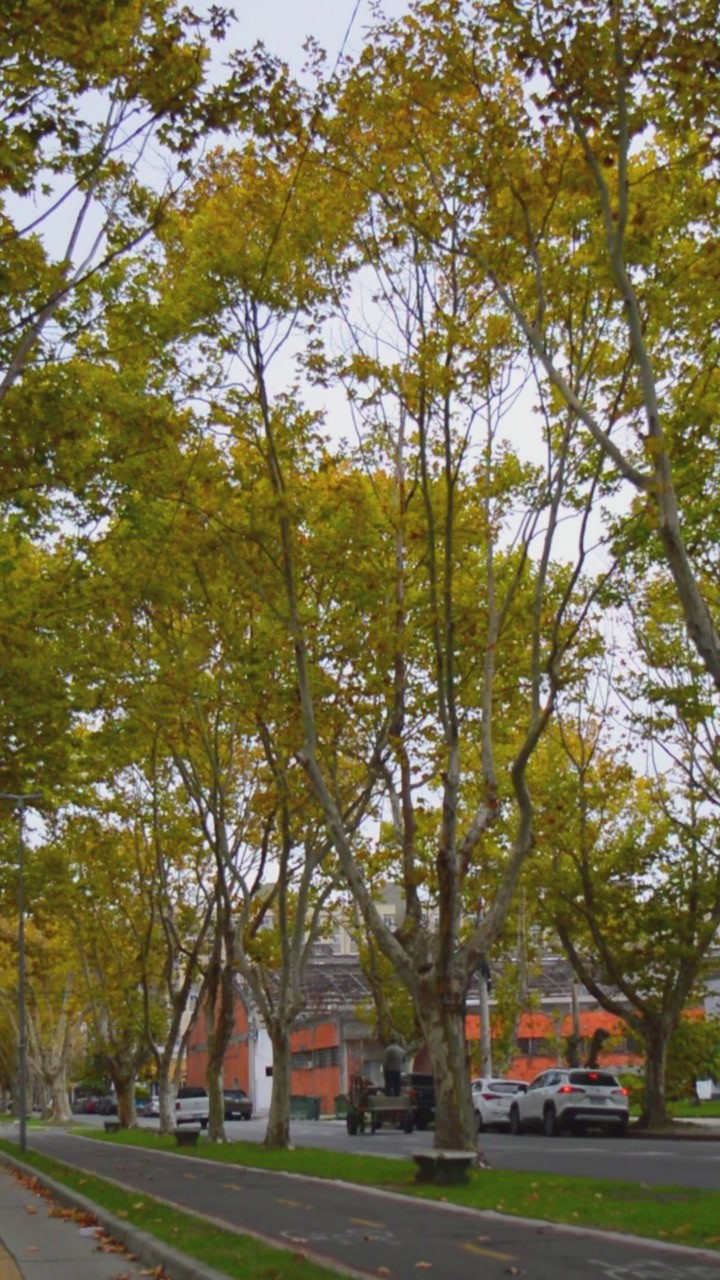 ProArbo já tem 3 mil árvores detalhadas: equipe está nas ruas registrando informações sobre a arborização do Rio Grande
