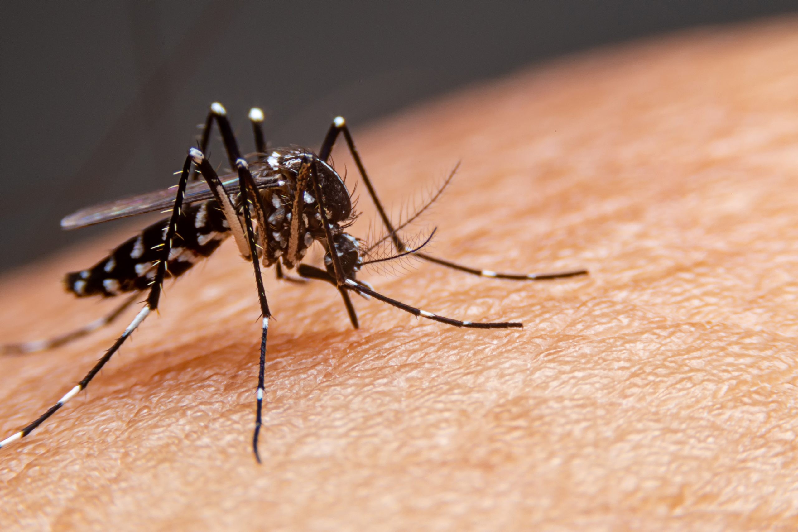 Óbitos por dengue no Estado se concentram na população idosa