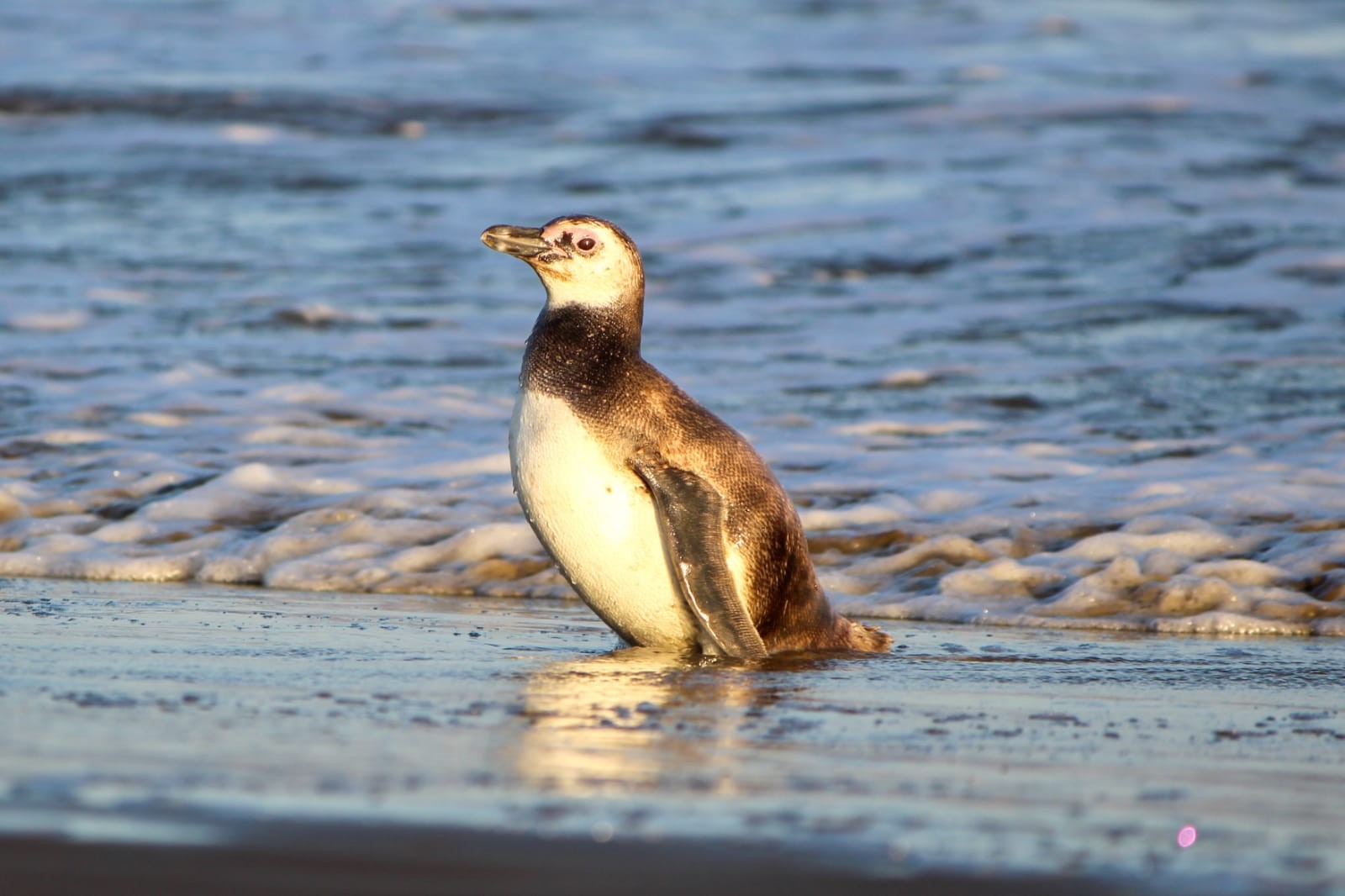 Dia Mundial do Pinguim: veja as espécies que já foram reabilitadas no Cram/Furg