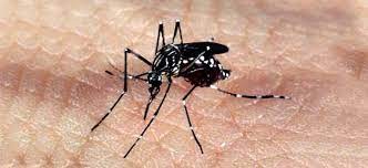 Saúde lança campanha após aumento da dengue, Zika e chikungunya