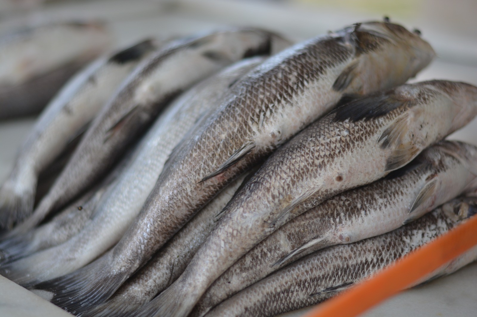 Feira do Peixe conta com ao menos 25 bancas espalhadas pela cidade do Rio Grande 
