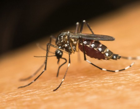 Jovem de 23 anos é vítima da dengue em cidade no noroeste gaúcho