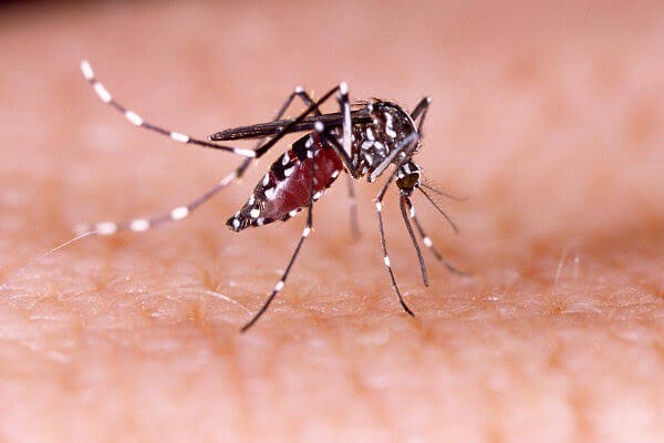 Com alta de casos de dengue no RS, SMS intensifica ações de combate em Rio Grande