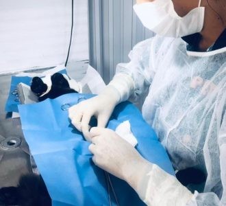 Castramóvel deve ultrapassar 3 mil atendimentos até o final do mês de maio 