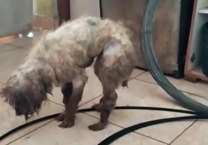 VÍDEO: dois cães são resgatados de situação grave de maus-tratos no Parque Guanabara, no Cassino 