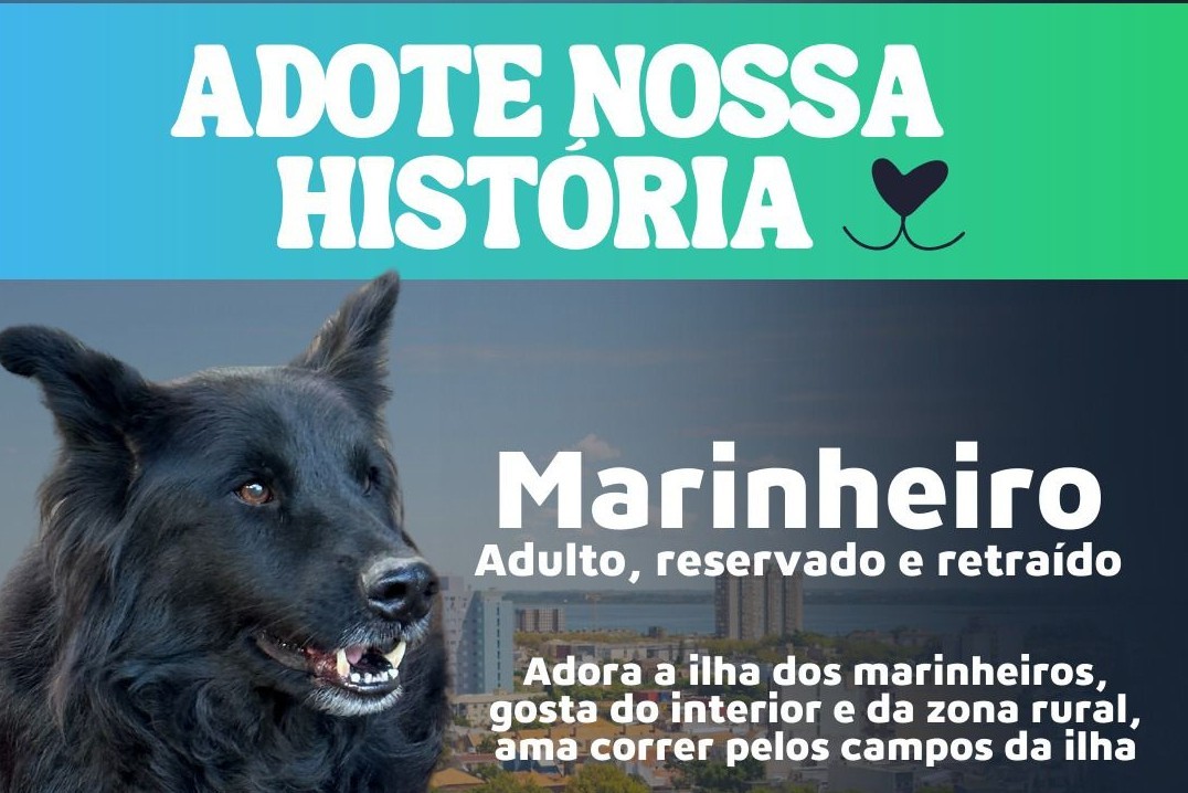 "Adote nossa história": sábado é dia de feira de adoção de cães em Rio Grande