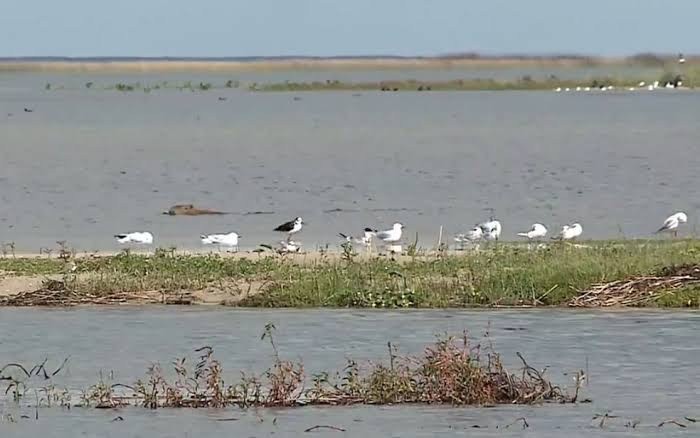 Primeiros casos de gripe aviária do RS são confirmados na Reserva Ecológica do Taim