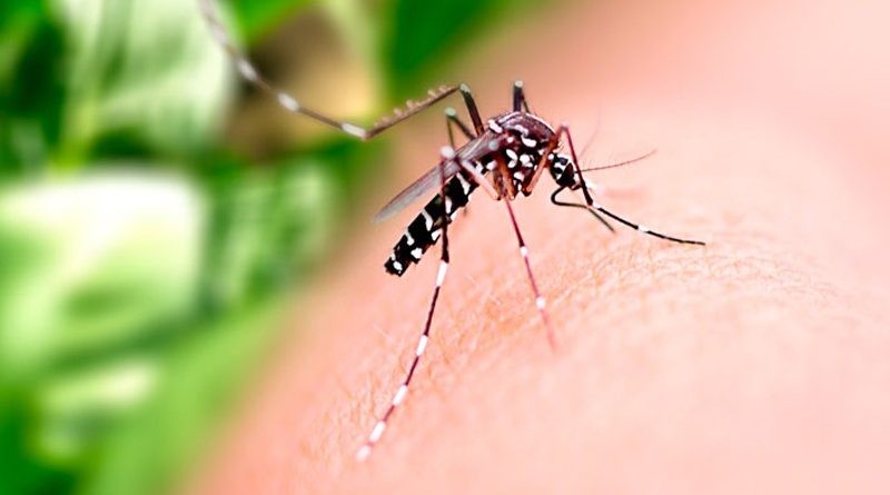 Chikungunya tem primeiro caso no município do Rio Grande
