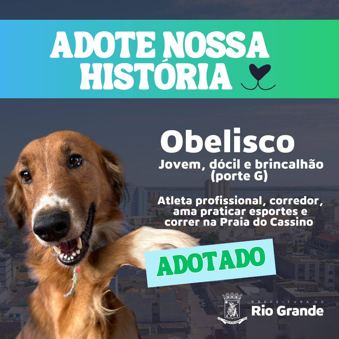 Três cães recolhidos em situação de maus-tratos já foram adotadas em ação da Prefeitura 