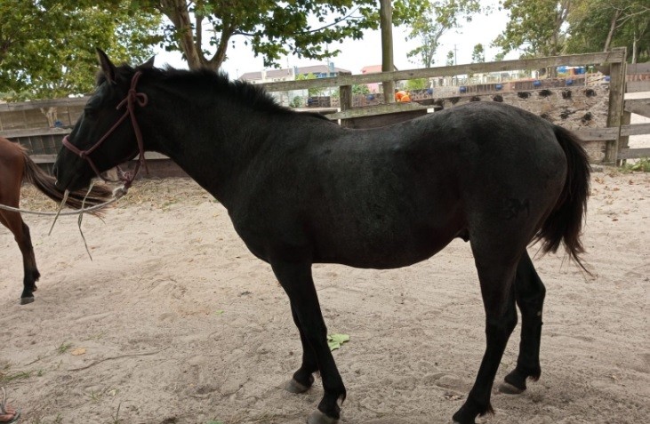 Prefeitura apreende cavalos soltos em via pública 