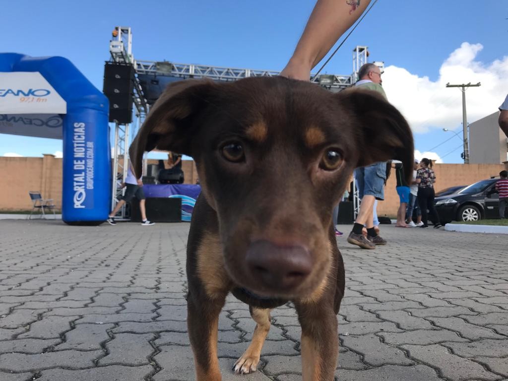 Prefeitura de Pelotas realiza feira de adoção de cães neste sábado