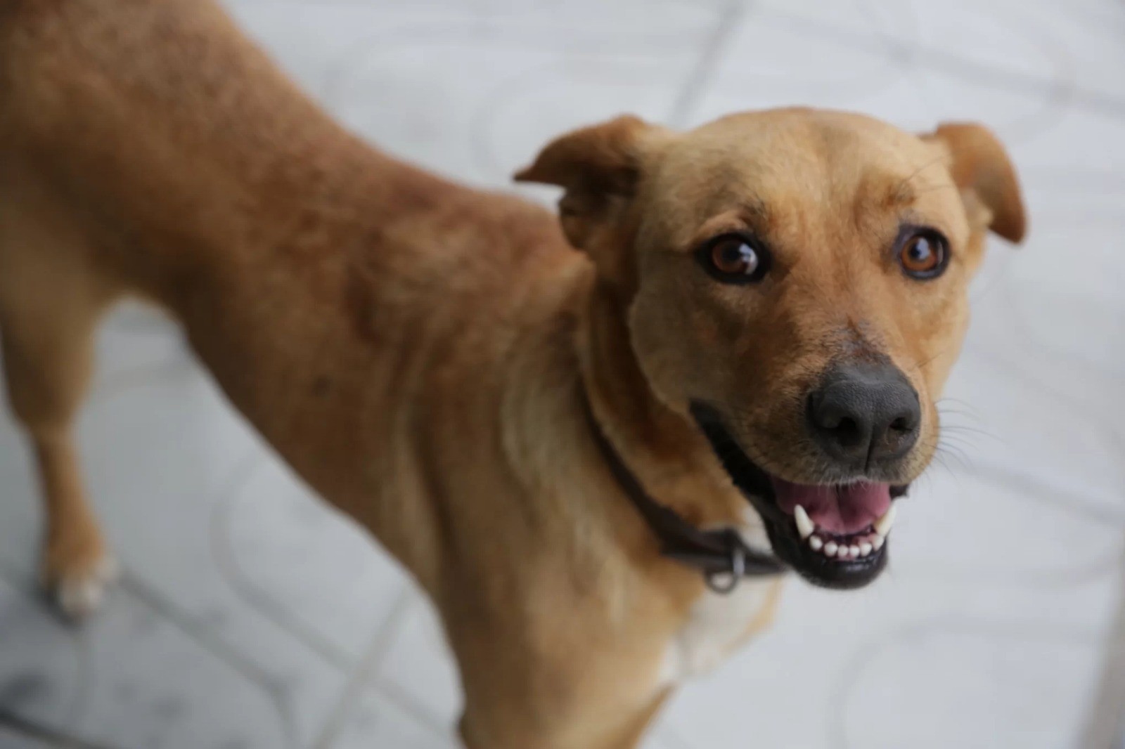 Prefeitura anuncia doação de cães com nomes inspirados na cidade do Rio Grande 