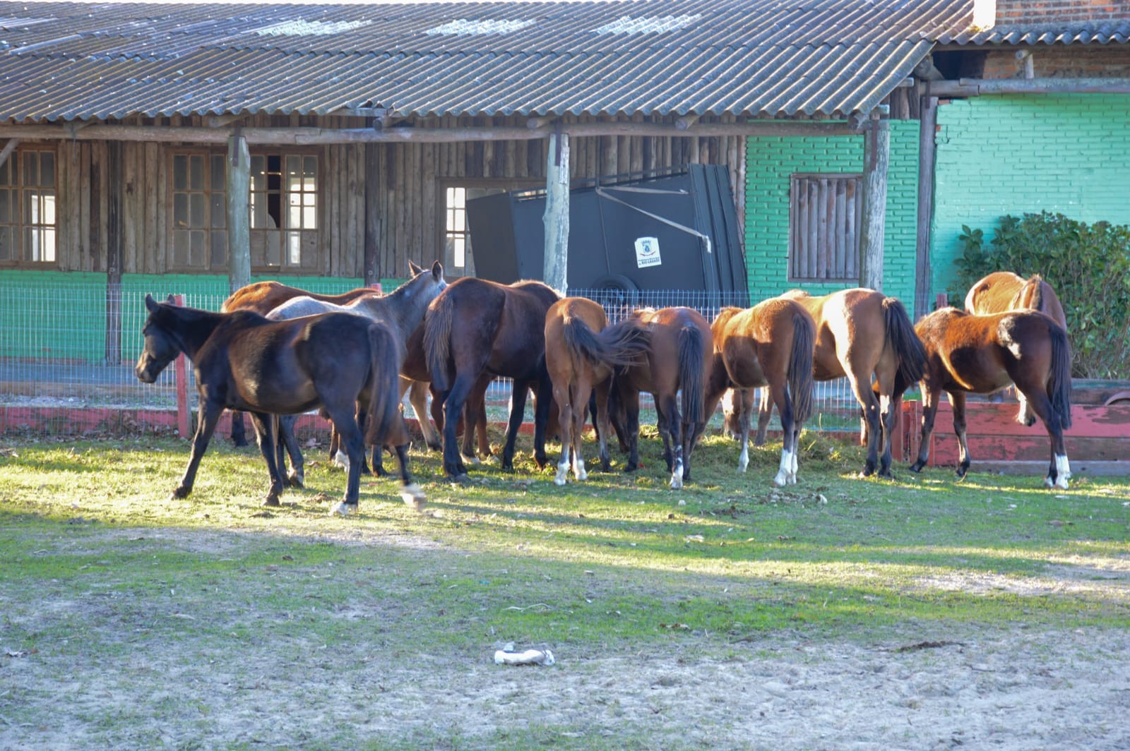 Cinco cavalos foram recolhidos pela Causa Animal nos primeiros 15 dias de maio