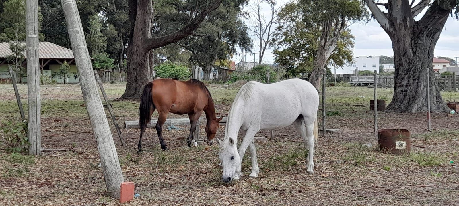Adote um gigante: Causa Animal tem 41 cavalos para adoção