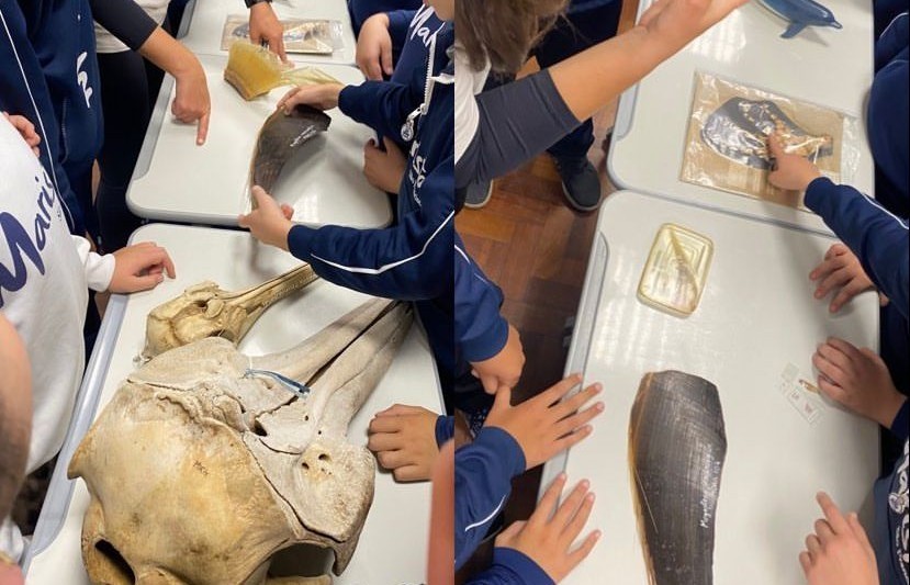  ONG Kaosa apresenta Projeto de preservação marinha à alunos do Colégio Marista São Francisco