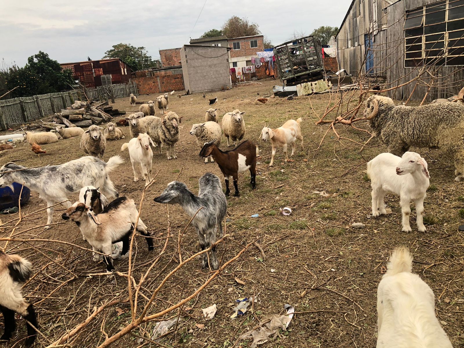 PC descobre abatedouro clandestino e apreende carnes sem procedência durante ações de combate ao abigeato em Rio Grande