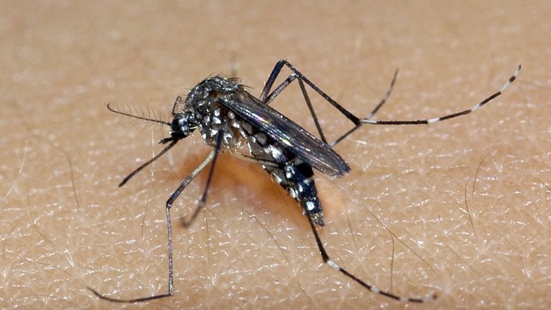 RS confirma 49ª morte por dengue em 2023