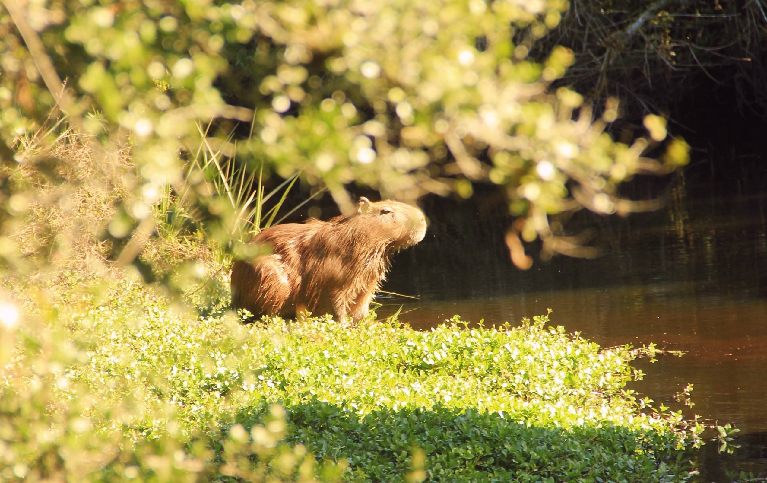 Meio Ambiente identifica armadilhas para caça de capivaras no Parque Urbano do Bolaxa, em Rio Grande