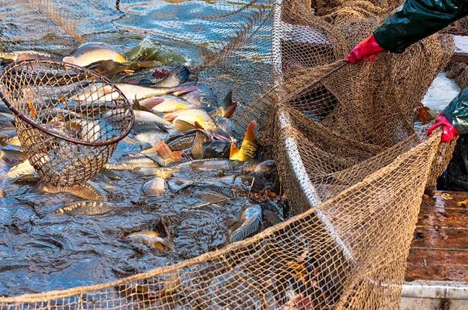 Justiça decide pela proibição da pesca de arrasto no RS
